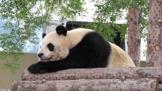 China - Lekker luieren