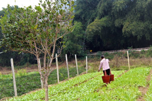 China - Yangshuo area