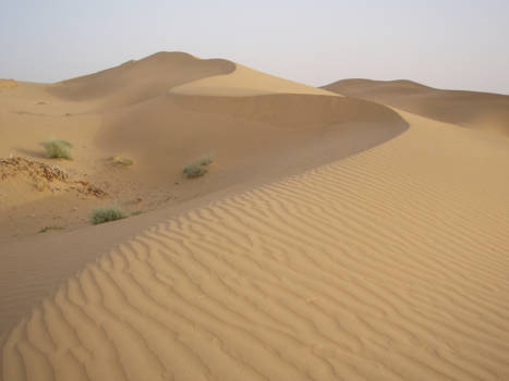 India - Rajastan woenstijn, kameelsafari