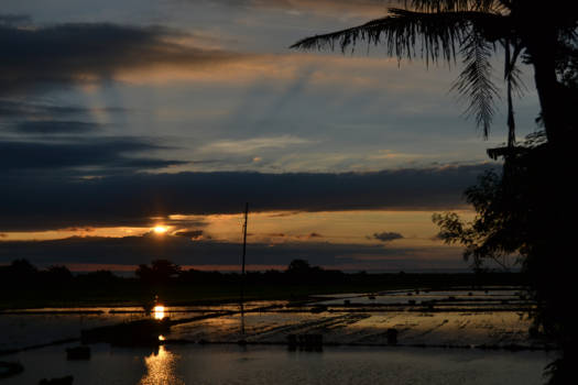 Filipijnen - rijstvelden
