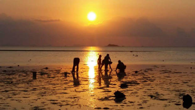 Koh Phangan - Locals searching for sea animals(?) during sunset