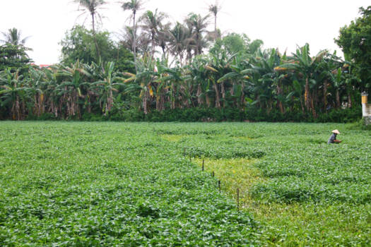 Vietnam - Vietnamese farmer