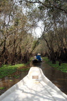 Vietnam - Tra su cajuput forest (rowing boat)