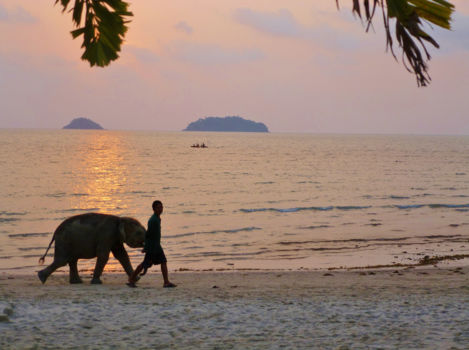 Koh Chang - Baby Elephant