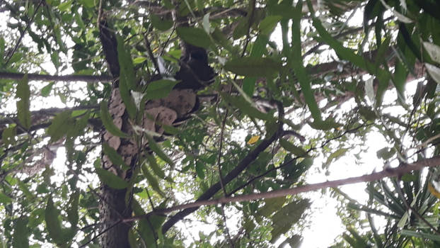 Thailand - Kano tocht door de mangrove nabij Khao Lak
