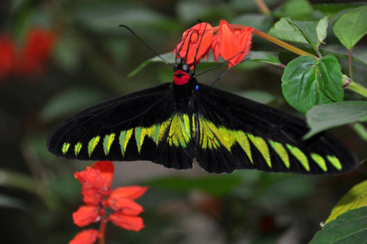 Maleisië - Vlinder op theeplantage