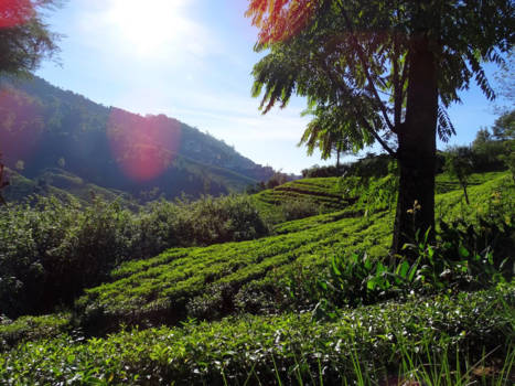 Sri Lanka - Every time I drink a cup of tea I think of these beautiful tea plants