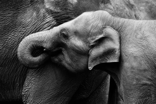 Sri Lanka - Oud&jong