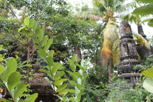 Ayutthaya - De macht der natuur