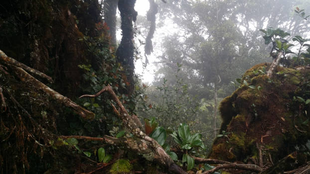 Maleisië - Mossig en mistig!