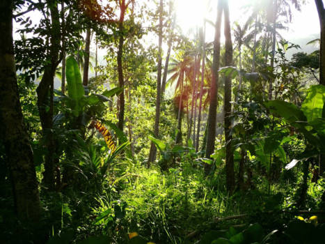 Sri Lanka - Jungle, Camiguin