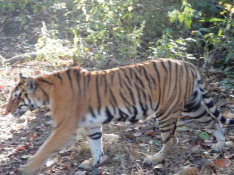 India - Bengaalse tijger (negeert mij gelukkig)