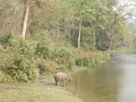 India - dorstig olifantje( Jaldhapara, India)