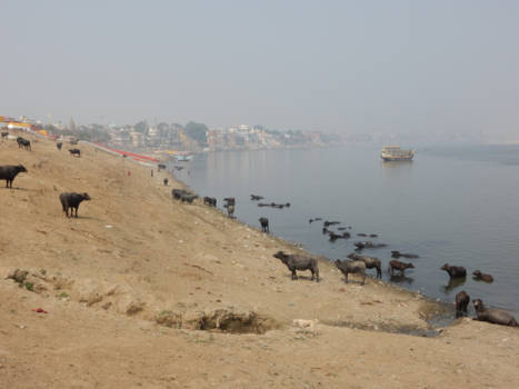 India - Holy Cow!! (Ganges)