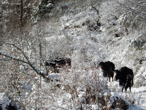 India - yak wat koud( Lachung ,India)