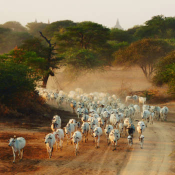 Bagan - Wat een plaatje!