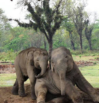 Nepal - For Mothersday !