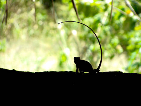 Sri Lanka - Staring in the haze