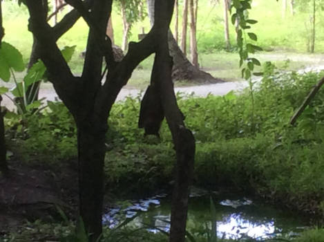 Malediven - 'Bat-man'