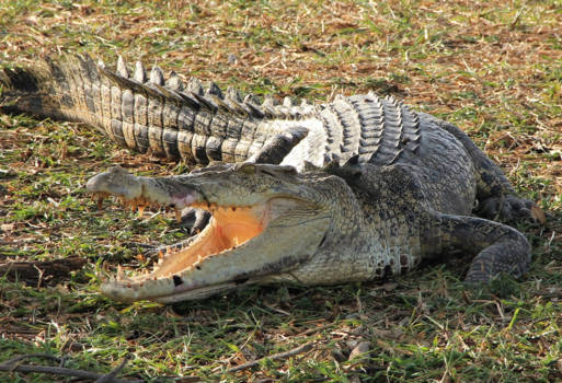 Vietnam - Ver van huis op het droge opzoek naar de zee(krokodil)...