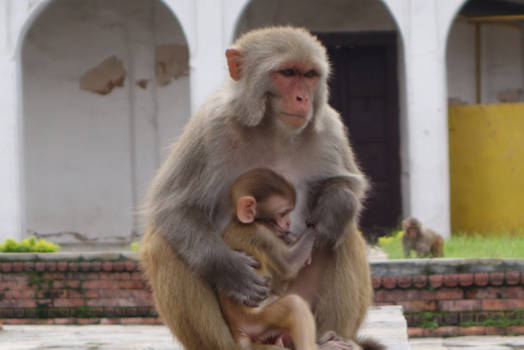 Nepal - Monkey tempel