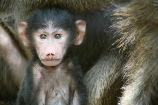 Sri Lanka - Hoezo grote oren.........