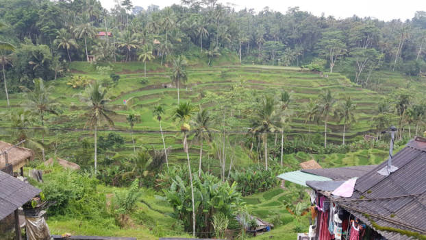 Bali - Rijstvelden