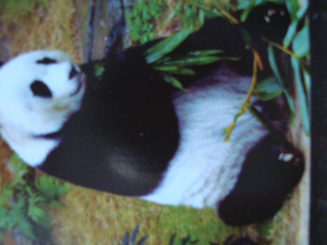 Maleisië - panda.s kijken  was in Maleisia