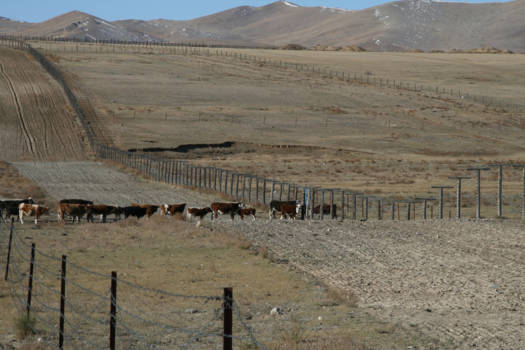 Rusland - Aan de andere kant van de wei