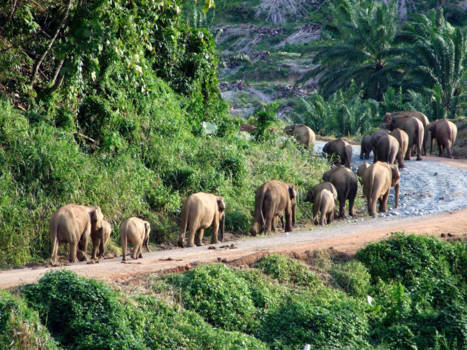 Maleisië - Zet je beste beentje voor