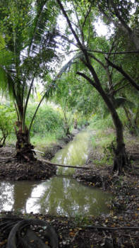 Vietnam - Kokosnootplantage