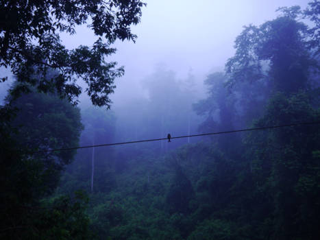 Brunei - Danum valley
