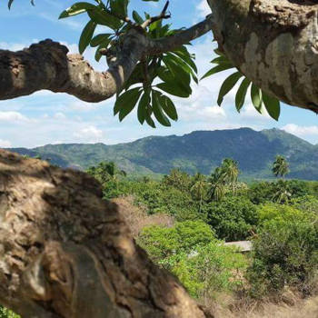 Sri Lanka - Definitie van verschillende kleuren groen....