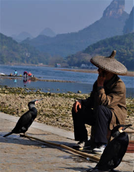 Yangshuo - Een visser met zijn vogel die de vissen voor hem vangt