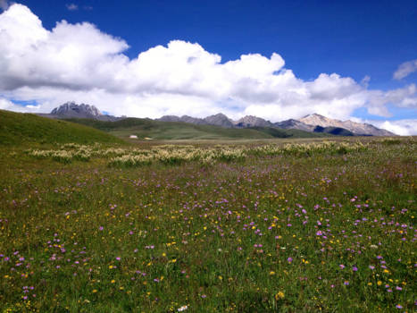 China - Tibetaanse hoogvlakten: velden vol bloemen, yaks, bergen en kloosters
