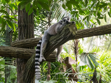Singapore Zoo - "I like to move it, but now I'm tired"