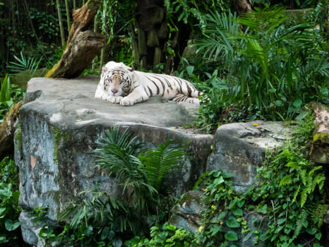 Singapore Zoo