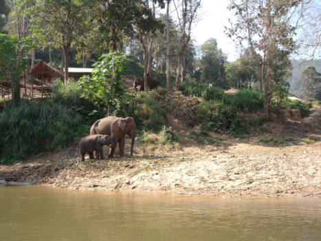 Thailand - Gelukkige olifanten