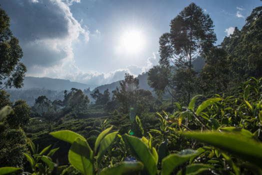 Sri Lanka - Tea plantation