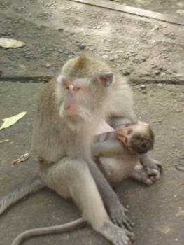 Indonesië - Ubud apenbos.