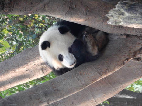 Chengdu - Cute Panda