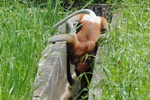 Maleisië - Drinkende neusaap