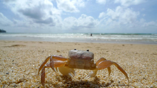 Phuket - staring at the sea