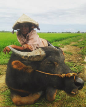 Hoi An - Someone to rely on