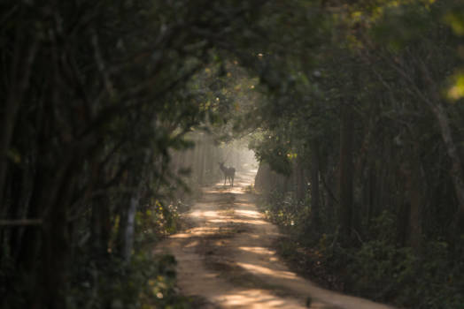 Sri Lanka - Deer in the morning