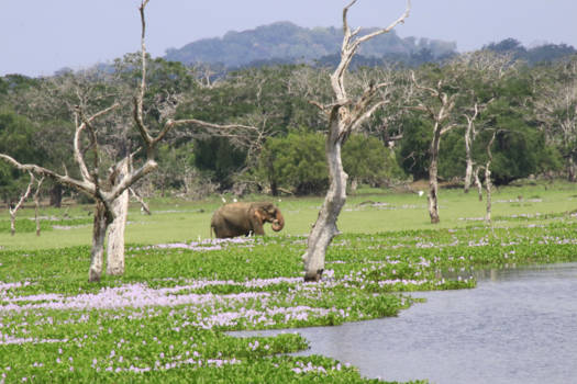 Yala National Park - Elephant Flower.