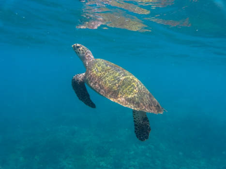 Sri Lanka - schildpad