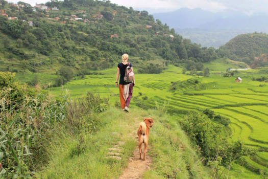 Nepal - Walking through the ricefields with my dog