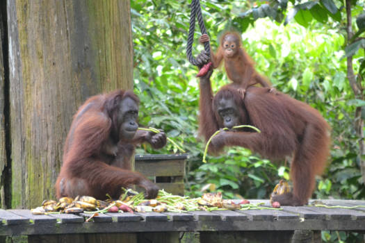 Maleisië - De natuur op zijn mooist!