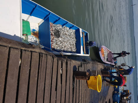 Maleisië - Vismarkt Sandakan